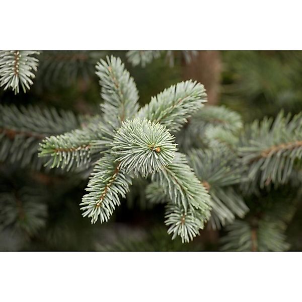 Picea Pungens Koster Blaufichte 150–175 cm günstig online kaufen