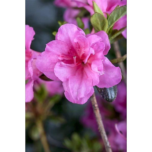 Rhododendron Obtusum Babuschka Azalee Rosa Blüten 40–50 cm günstig online kaufen
