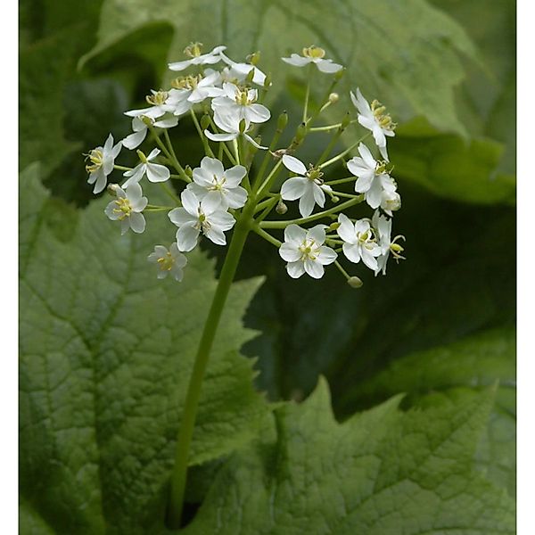 Schirmblatt Frühlingspracht - Diphylleia cymosantale günstig online kaufen