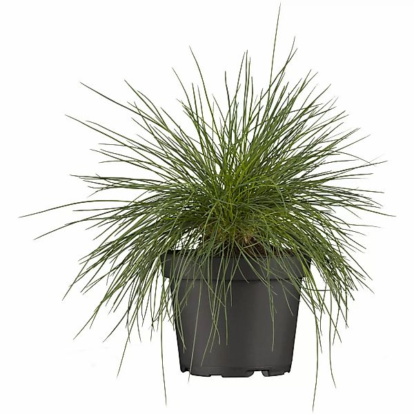 GROW by OBI Blau-Schwingel Braungelb Topf-Ø ca. 9 cm x 9 cm Festuca günstig online kaufen