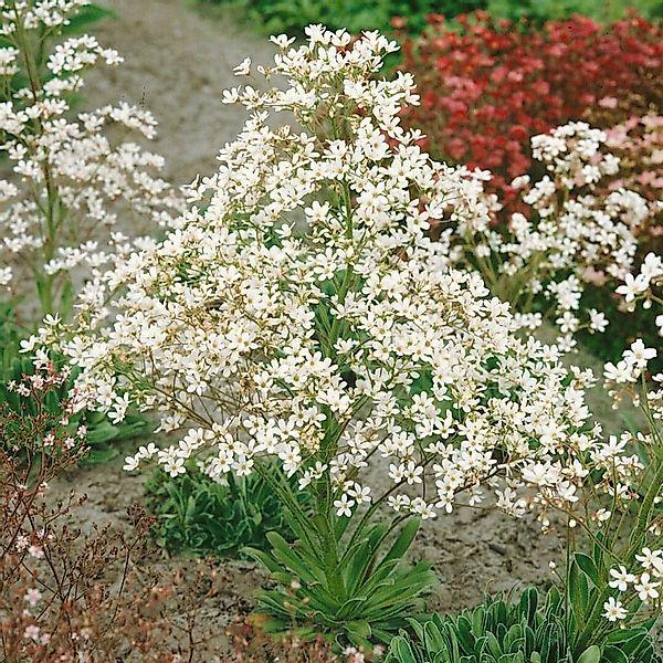 Saxifraga Cotyledon Steinbrech Ca. 9x9 cm Topf günstig online kaufen