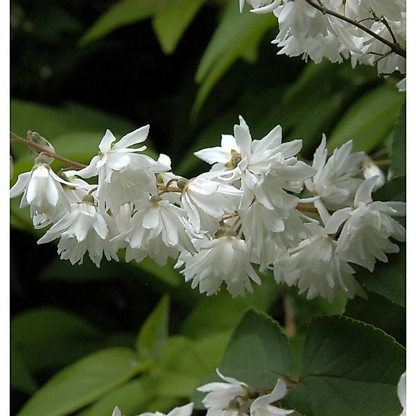 Gefüllter Sternchenstrauch Candidissima 125-150cm - Deutzia scabra günstig online kaufen