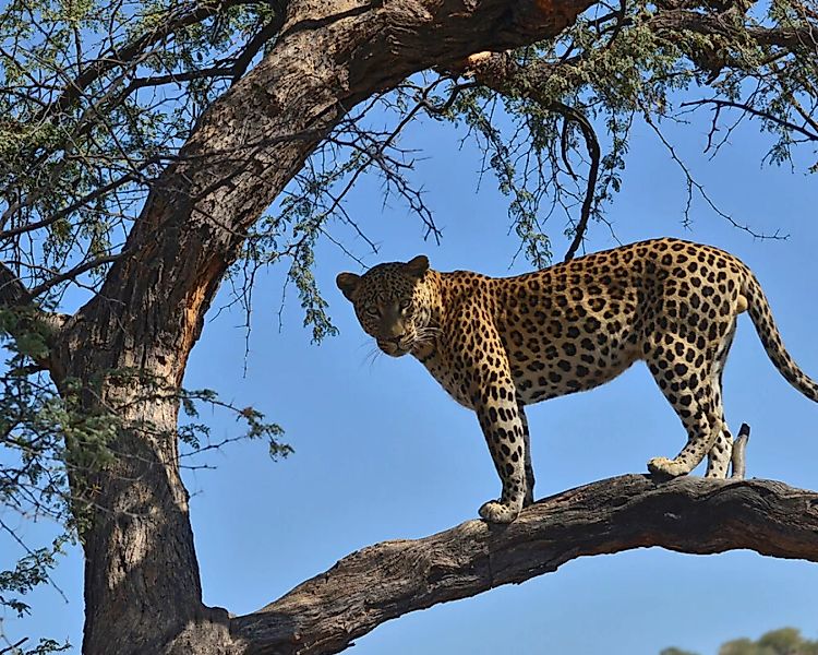 Fototapete "Leopard Ast" 4,00x2,50 m / Glattvlies Brillant günstig online kaufen