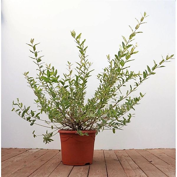 Salix Integra Hakuro Nishiki Japanische Weide Buntes Laub 40–60 cm günstig online kaufen