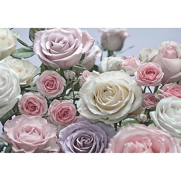 Komar Fototapete Floraison Rosa Violett und Weiß 368 x 254 cm 611002 günstig online kaufen