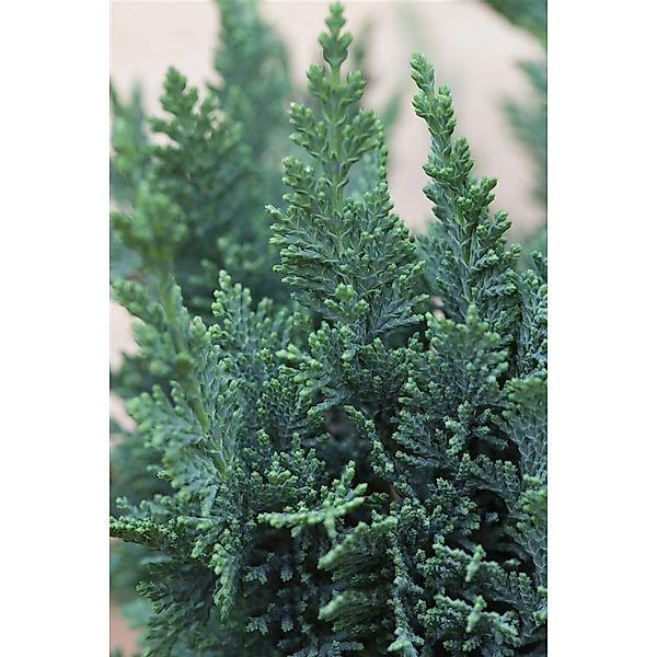 Chamaecyparis Lawsoniana Wisselii Scheinzypresse 30–40 cm günstig online kaufen