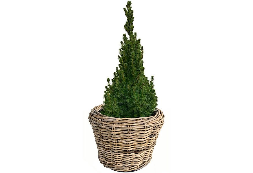 Van der Leeden Blumentopf Blumenkorb Pflanzkorb 32x23cm Rattan Weide Sylter günstig online kaufen