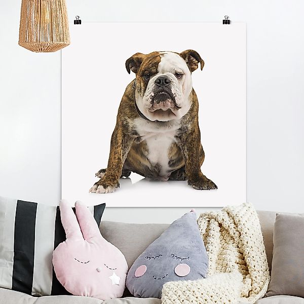 Poster - Quadrat Bulldogge günstig online kaufen