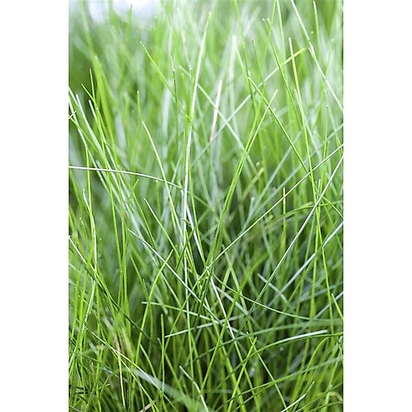 Eleocharis Acicularis Nadelsimse Ca. 9x9 cm Topf günstig online kaufen