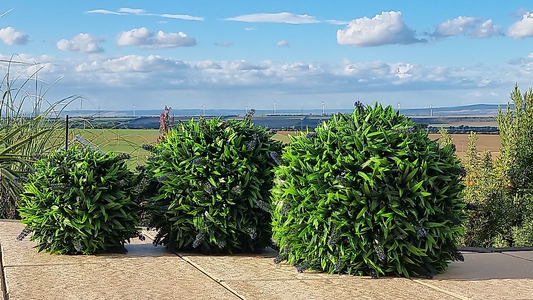 Kunstpflanze dekorative Lavendel Kugel mit Blüten, günstig online kaufen