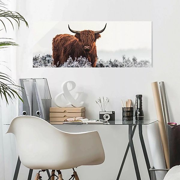 home24 Glasbild Bison in den Highlands günstig online kaufen