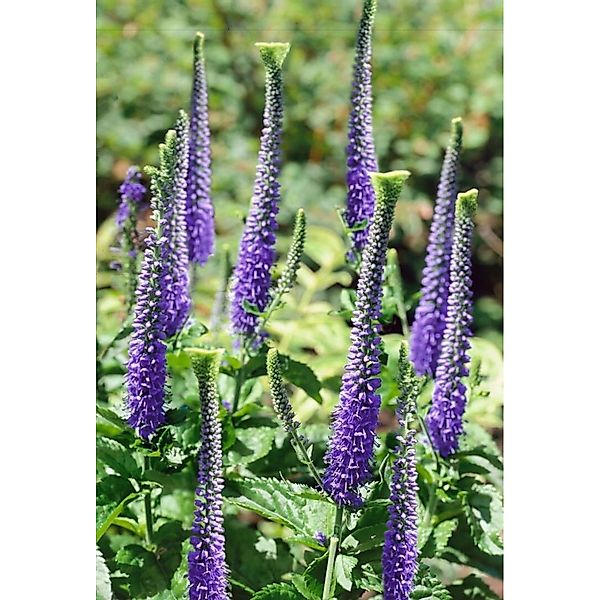 Veronica Spicata Blaufuchs Ährensalbei Ca. 9x9 cm Topf günstig online kaufen