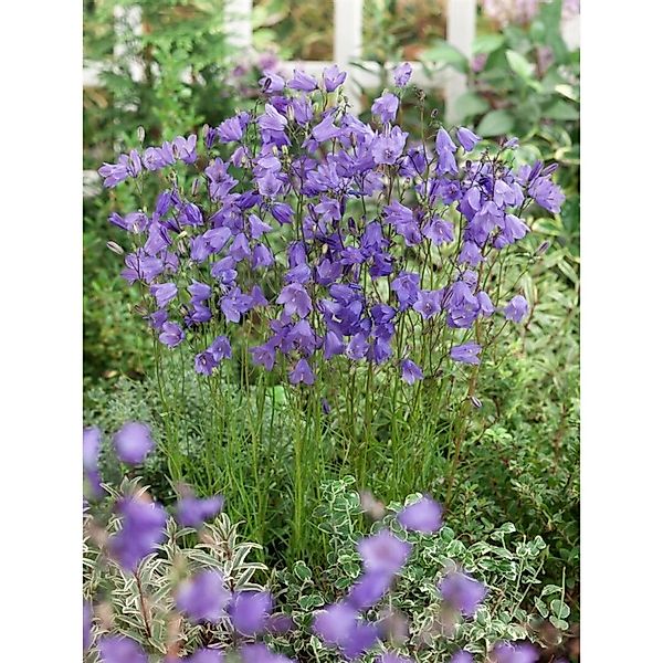 Campanula Rotundifolia Rundblättrige Glockenblume Ca. 9x9 cm Topf günstig online kaufen
