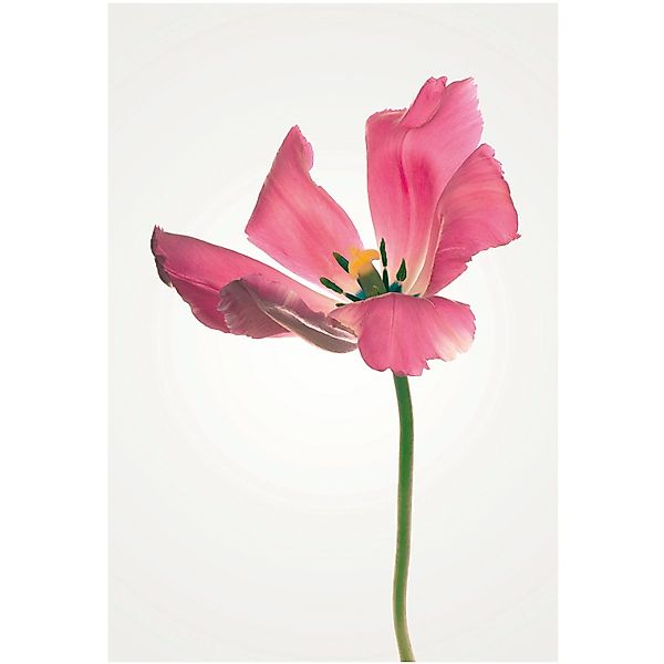 Komar Bild "Tulip" Blumen 1 Stk. tlg. Wandbild zur Dekoration - ohne Rahmen günstig online kaufen