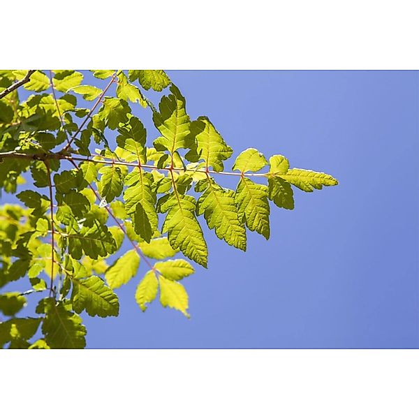 Koelreuteria Paniculata Blasenbaum 60–80 cm günstig online kaufen