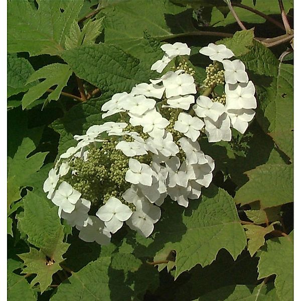 Eichenblättrige Hortensie 40-60cm - Hydrangea quercifolia günstig online kaufen