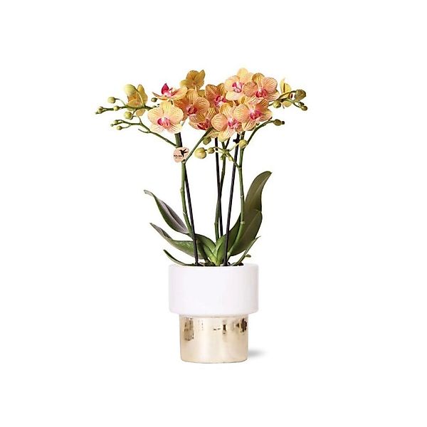 Kolibri Weiße Phalaenopsis Orchidee Jamaica & Lush Topf Topfgröße 9cm 40cm günstig online kaufen