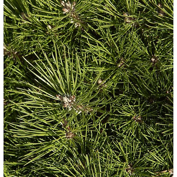 Hochstamm Schwarzkiefer Bambino 40-60cm - Pinus nigra günstig online kaufen