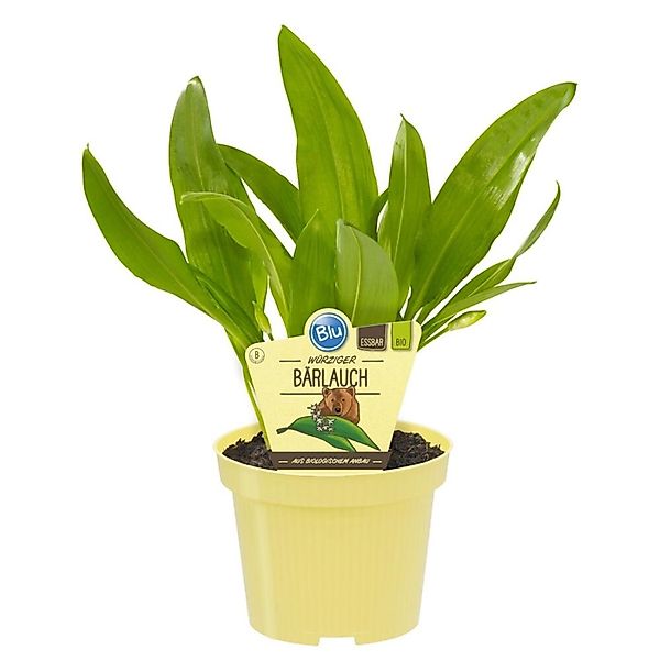 Exotenherz Gewürzkraut Bärlauch in BIO-Qualität Allium ursinum Kräuterpflan günstig online kaufen