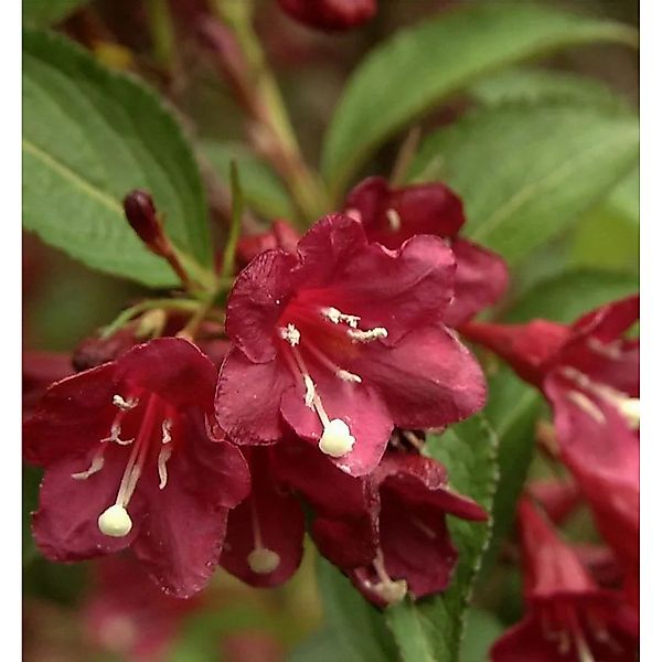 Liebliche Weigelie Picobella Rosso 30-40cm - Weigela florida günstig online kaufen