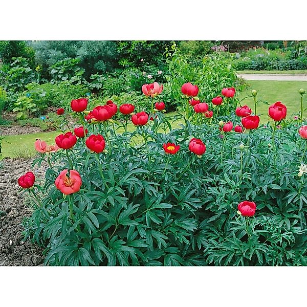 Paeonia Peregrina Pfingstrose Ca. 11x11 cm Topf günstig online kaufen