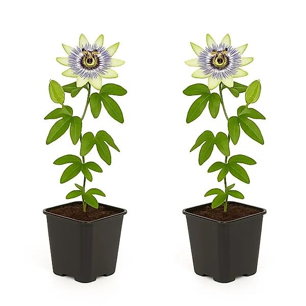 Exotenherz Kletterpflanzen Passionsblume Passiflora Caerulea 2er Set 11cm T günstig online kaufen
