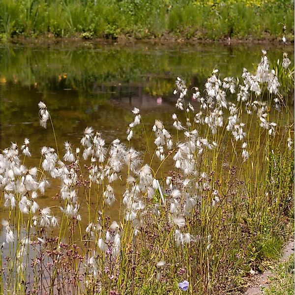 Breitblättriges Wollgras - Eriophorum latifolium günstig online kaufen