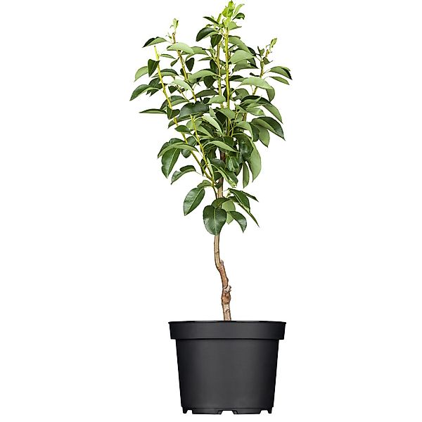 GROW by OBI Bio Birne Gellerts Butterbirne Grün-Gelb ca. 120-140 cm Topf 7, günstig online kaufen