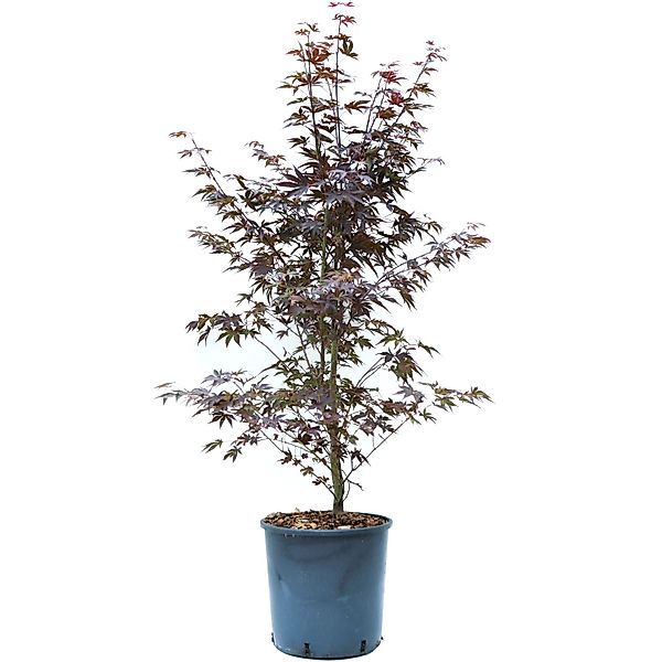 GROW by OBI Fächerahorn Bloodgood Höhe ca. 80 -100 cm Topf ca. 10 l günstig online kaufen