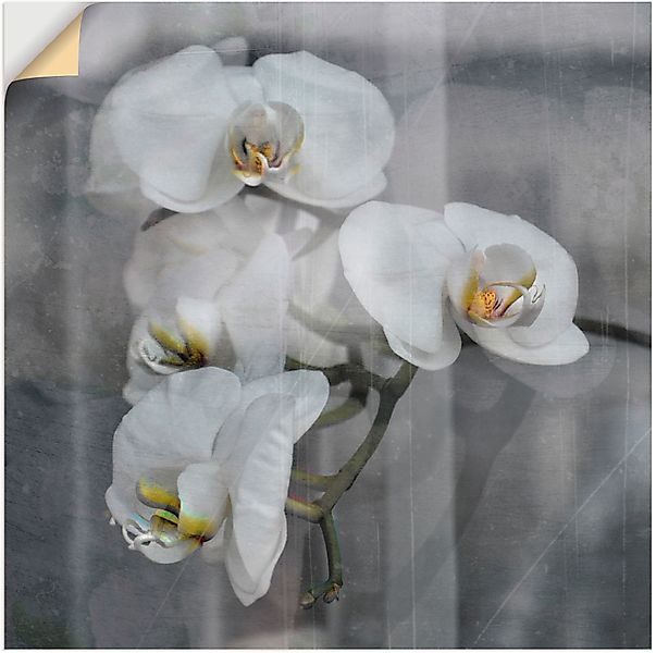 Artland Wandbild »Weisse Orchideen - white Orchid«, Blumen, (1 St.), als Le günstig online kaufen