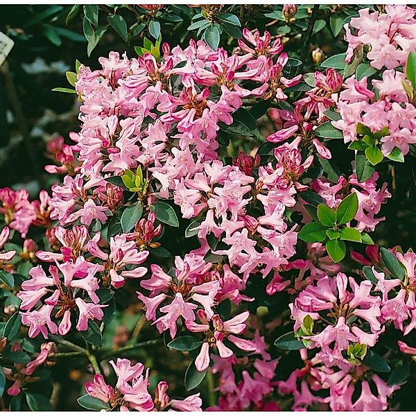 Rhododendron Minus Immergrün 30–40 cm günstig online kaufen