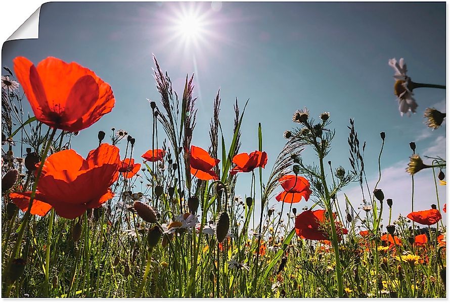 Artland Wandbild "Mohnblumenwiese", Blumenwiese, (1 St.), als Alubild, Outd günstig online kaufen