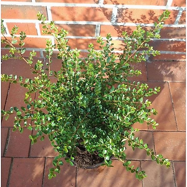 Japanische Stechpalme Tandai 15-20cm - Ilex crenata günstig online kaufen