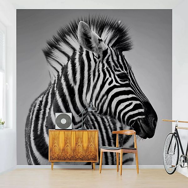 Fototapete Zebra Baby Portrait II günstig online kaufen