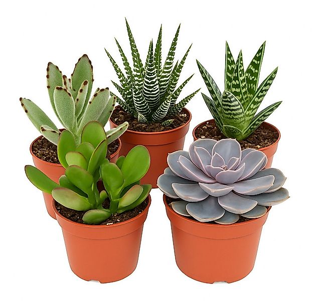 Exotenherz Zimmerpflanze 5 Verschiedene Sukkulenten im Set - 8,5cm Topf - s günstig online kaufen