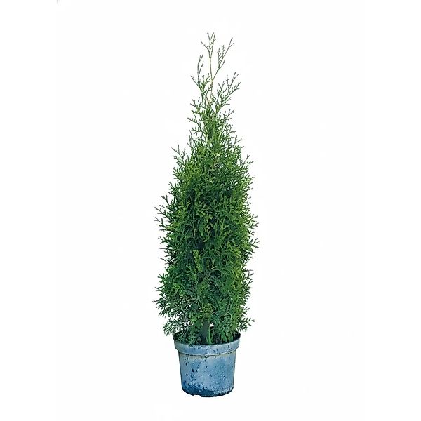 Baumfink Thuja Occidentalis King of Brabant als Topfpflanze 80-100cm günstig online kaufen