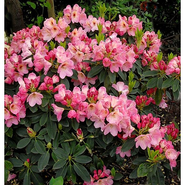 INKARHO - Großblumige Rhododendron Konfettiregen 25-30cm - Alpenrose günstig online kaufen