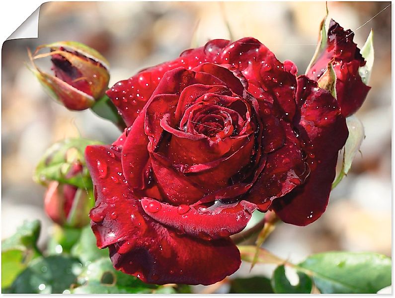 Artland Wandbild "Tröpfchenrose", Blumen, (1 St.), als Leinwandbild, Poster günstig online kaufen