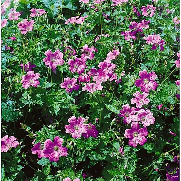 Geranium X Oxonianum Oxford Storchschnabel Ca. 9x9 cm Topf günstig online kaufen
