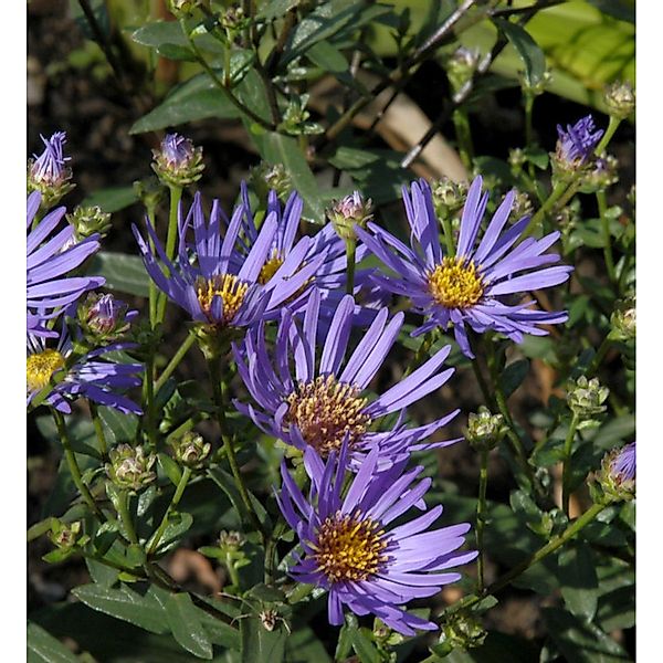 Sommeraster Sternkugel - Aster amellus günstig online kaufen