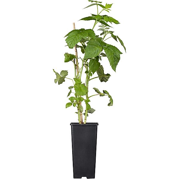 GROW by OBI Bio Himbeere Autumn Bliss Rot Topf ca. 2 l Rubus günstig online kaufen
