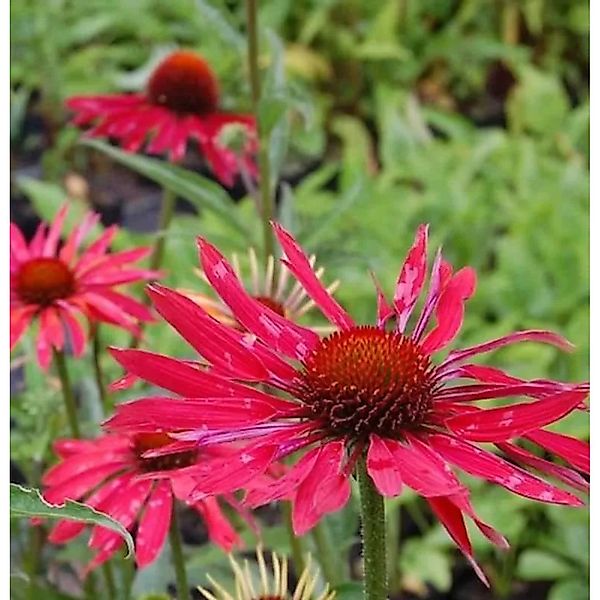 Sonnenhut Hot Summer - Echinacea purpurea günstig online kaufen