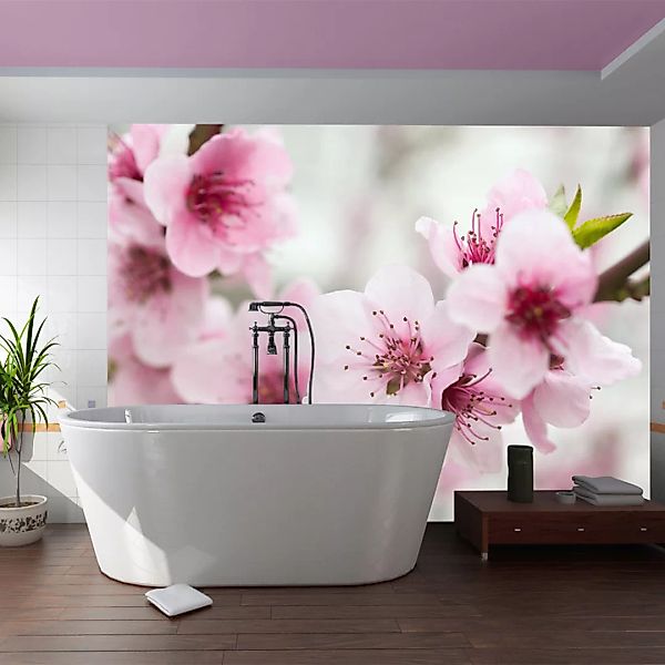 Fototapete - Blühende Kirschblüte (rosa Blümchen) günstig online kaufen
