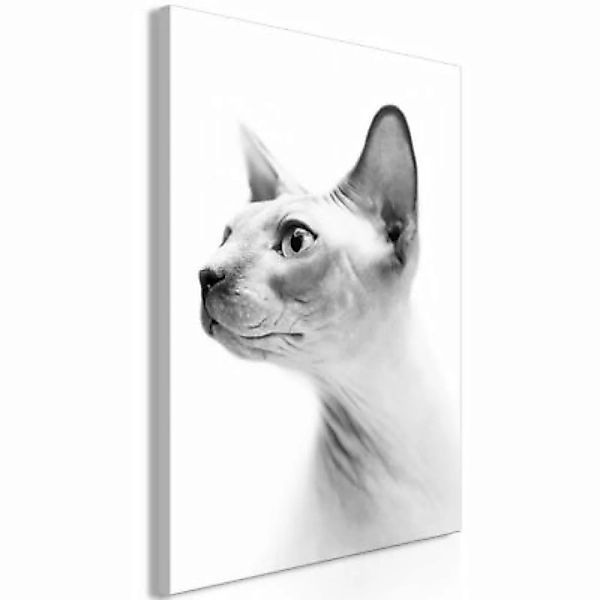 artgeist Wandbild Hairless Cat (1 Part) Vertical schwarz/weiß Gr. 40 x 60 günstig online kaufen