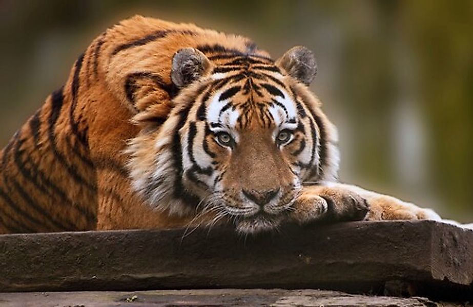 Papermoon Fototapete »TIGER-NATUR LÖWE GEPARD PUMA JAGUAR DSCHUNGEL TIERE X günstig online kaufen