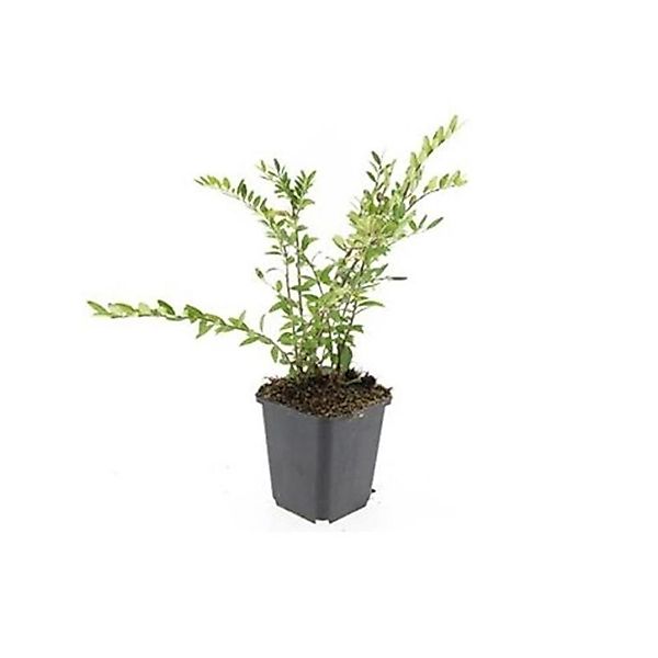 Exotenherz Bodendecker Böschungsmyrthe Lonicera Pileata Purple Pearl 9cm To günstig online kaufen