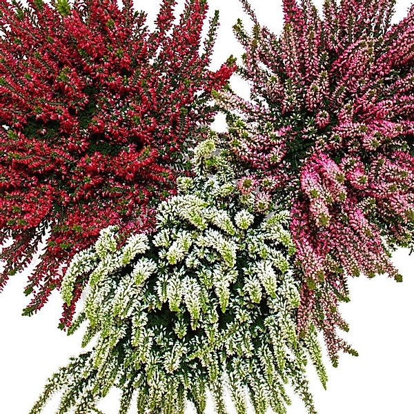 Exotenherz Calluna Vulgaris Set mit 6 Pflanzen Besenheide Heidepflanze Wint günstig online kaufen