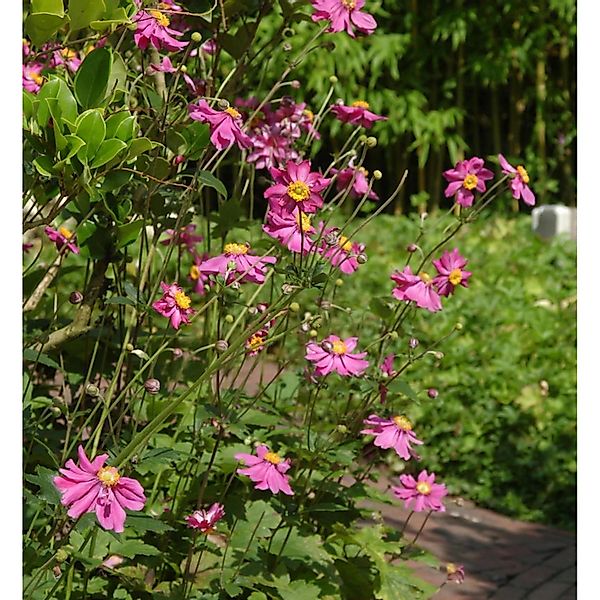 Herbstanemone Prinz Heinrich - Anemone japonica günstig online kaufen