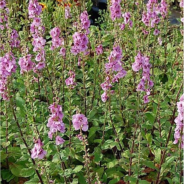 Königskerze Pink Domino - Verbascum Hybrid günstig online kaufen