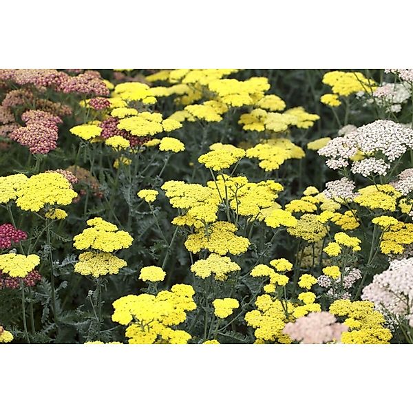 Achillea Clypeolata Moonshine Goldgarbe Ca. 9x9 cm Topf günstig online kaufen